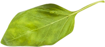 Leaf